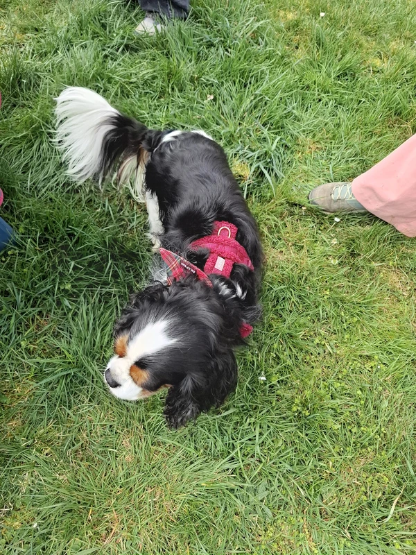 galerie happy dog 102