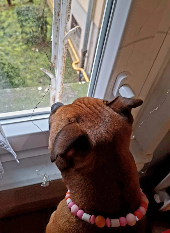 galerie happy dog 82