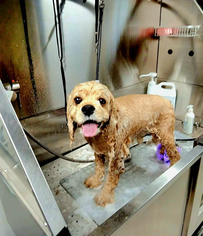 Laure pratiquant un toilettage